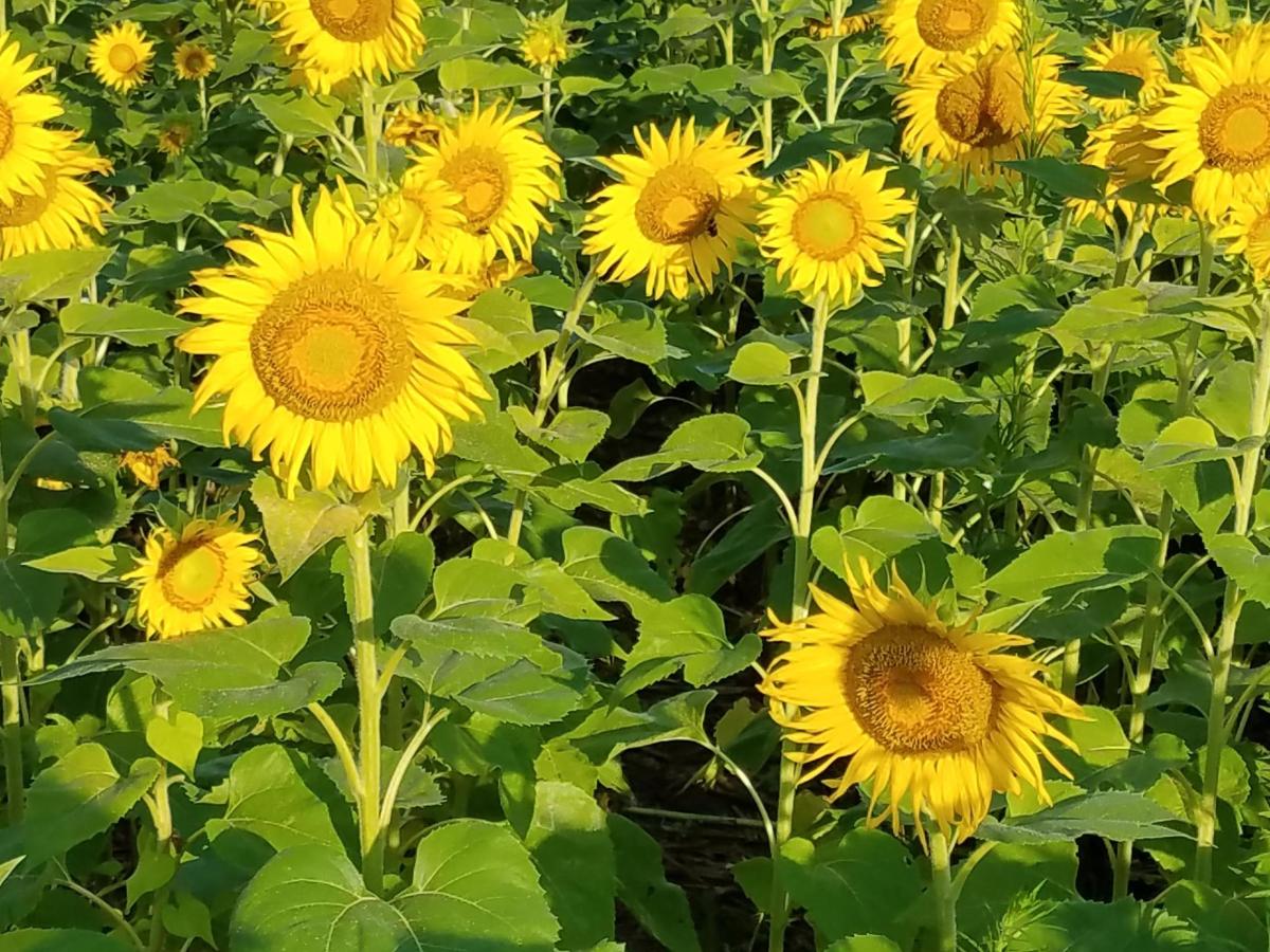 A Day in the&nbsp;Fields